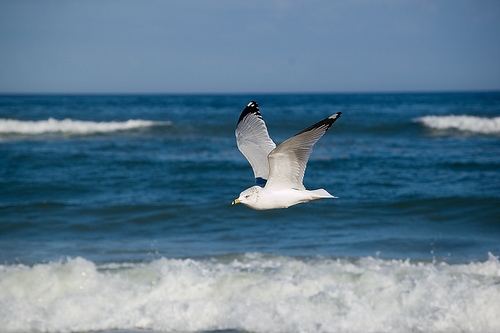 Flagler Gull.jpg